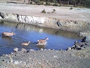 Yaban hayatı fotokapanla görüntülendi