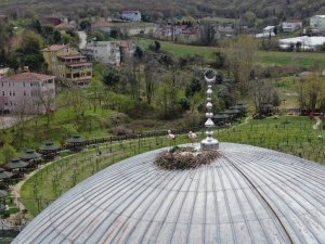 Beykoz’da leylekler 6 yıldır aynı caminin kubbesine yuva yapıyor