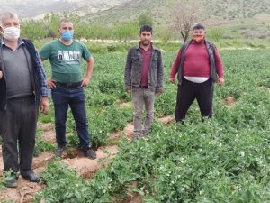 Bezelye bir haftaya kadar pazarda