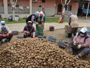 TMO’nun patates alımı Manisalı çiftçilerin yüzünü güldürdü