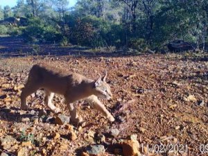 Yabani kedi “karakulak” fotokapanla Muğla’da görüntüledi