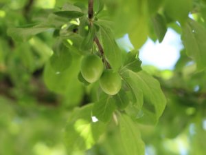 Erkenci papaz eriği don kurbanı oldu