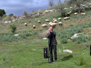 Koyunlarını konser vererek otlatıyor