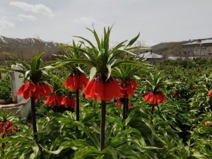 Van’da ters laleler açmaya başladı