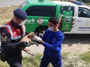 Yaralı köpeğe Aydın Büyükşehir Belediyesi ekipleri sahip çıktı