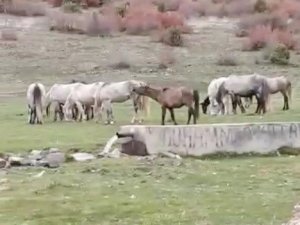 Tavşanlı Yaylacık ormanlarında yılkı atları görüntülendi