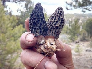 Kuzugöbeğini kuraklık vurdu