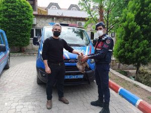 Jandarma yaralı Baykuş’u DKMP ekiplerine teslim etti