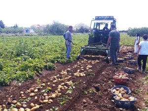 Datça’da ilk turfanda Patates hasadı