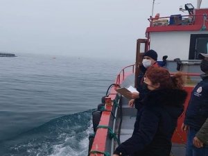 Sinop’un ‘Türk somonu’ temiz çıktı