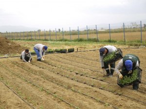 Aydın Büyükşehir Belediyesi Ata Tohumlarını bu yıl da toprakla buluşturdu