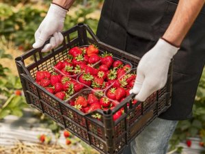 2021’in ilk çeyreğinde çilek ihracatında yüzde 333’lük rekor artış