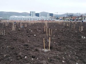 Başkentte halka açık meyve bahçesi