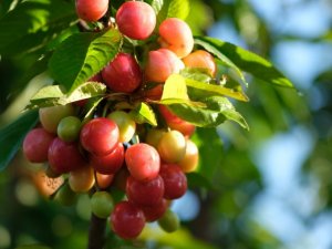 Kuzey yarımkürenin ilk kirazı açık arttırmayla 500 TL’den satıldı