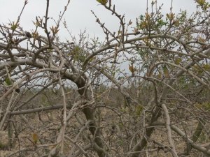 Nisan ayında nar ağaçlarını soğuk vurdu