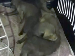 Su kanalında 4 Tilki yavrusu bulundu