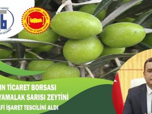 Aydın Yamalak Sarısı Zeytini Coğrafi İşaret Tescili aldı