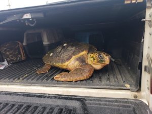 Yaralı caretta caretta için İzmir İtfaiyesi zamanla yarıştı