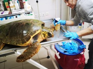 Caretta caretta, ateşli silahla yaralandı