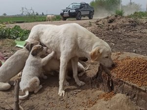 Kısıtlamada sokak canları unutulmadı