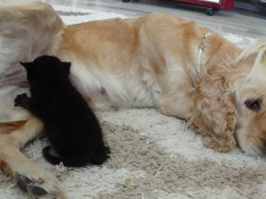 Yavru kediye köpek annelik yapıyor