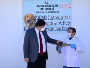 Atmacayı kanadından vurdular