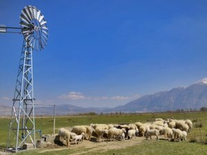 Meraya inşa edilen rüzgargülleriyle yer altı suları hayvanlara içme suyu oluyor