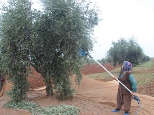 Zeytin yaprağında tarım ilacı kalıntısına dikkat