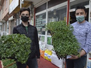 Havalar ısındı sebze fidesi satışlarında yoğunluk başladı