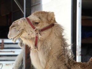 3 deveyle başladı, şimdi çiftlik kurdu