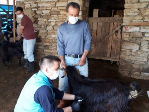 Hisarcık’ta koyun ve keçilere veba aşısı
