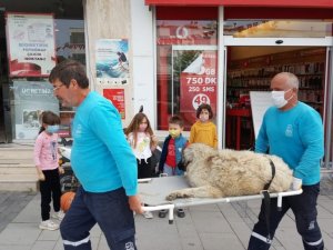 Isırılan sokak köpeği sedyeyle tedaviye götürüldü