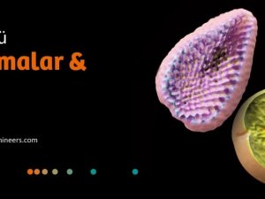 Algoritmalar ve Bitkiler sergisi çevrimiçi olarak erişime açıldı