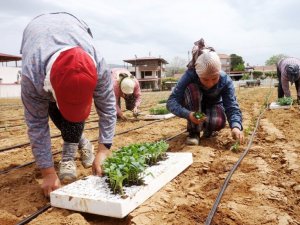Emcelli Biberlerini, genç kuşaklar yetişmeye başladı