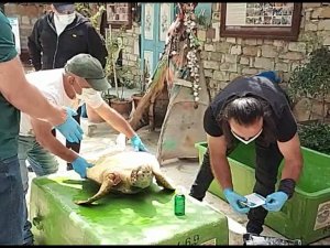 İzmir’de silahla vurulan Caretta Caretta’nın ilk tedavisi Kuşadası’nda yapıldı
