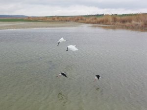 Başkent’in renkli misafirleri flamingolar Mogan Gölü semalarından geçti