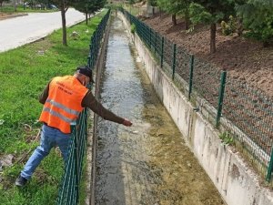 Gediz’de larva ilaçlama çalışmaları başlatıldı