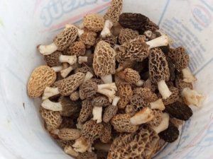 Tavşanlı’da kuzugöbeği" mantarı sezonu açıldı