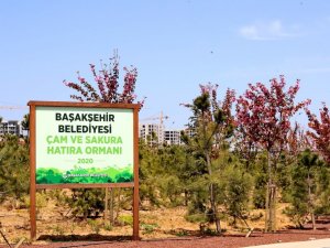 Başakşehir’de sakura ağaçları çiçek açtı