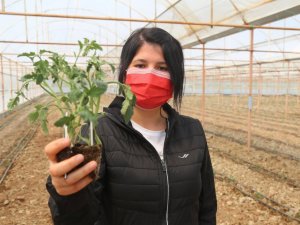 3 milyon domates fidesi toprakla buluşuyor