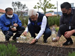 Yerel tohumlar toprakla buluştu