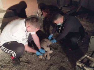 Gençlik hastalığına yakalanan yavru köpek tedavi altına alındı