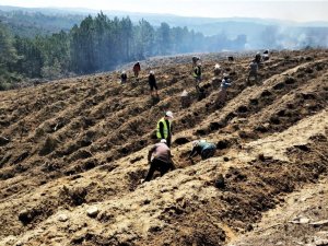 Kütahya’da yanan orman sahasına 5 bin fidan dikildi