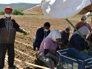 Aydın’da tarım işçileri 1 Mayıs’ı çalışarak geçirdi
