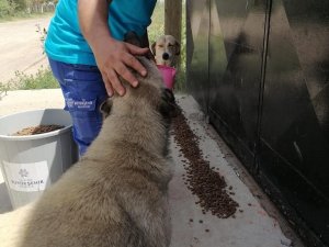 Büyükşehir, can dostlarını unutmadı