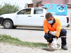 17 günlük tam kapanmada can dostları yalnız kalmıyor