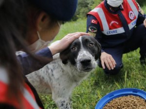 Jandarma tam kapanmada sokak hayvanlarını unutmadı