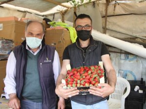 Tam kapanmanın dördüncü gününde ilk çilek hasadı