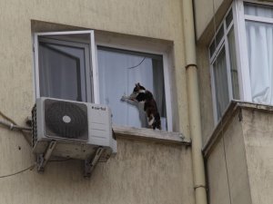 İzmir’de görme engelli kediye nefes kesen kurtarma operasyonu