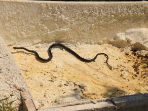 Kuşadası’nda görülen yılanlarla ilgili uzmanlar uyardı; "Zehirli değiller, öldürmeyin"
